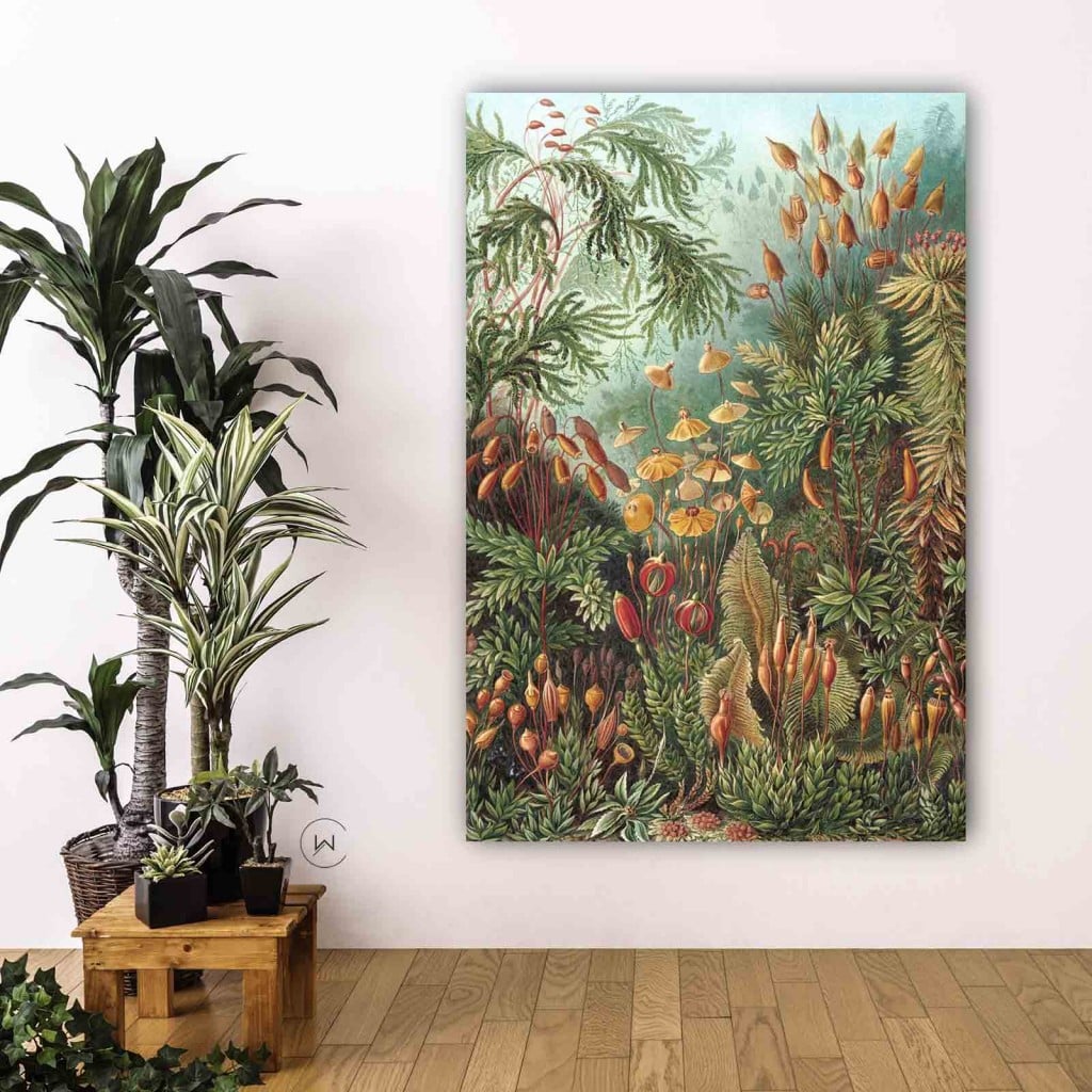 Muscinae van Ernst Haeckel aan een witte muur naast planten op een houten krukje