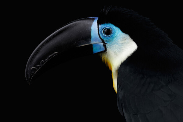 Blue Toucan - dieren op wanddecoratie