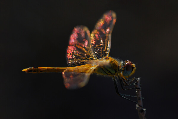Dragonfly - dieren op wanddecoratie
