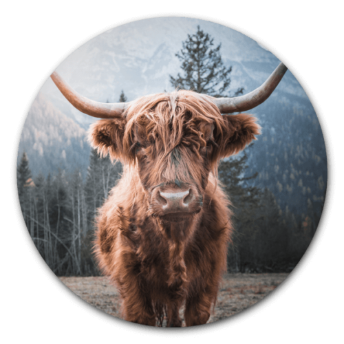 Highlander - Schotse Hooglander op ronde wanddecoratie