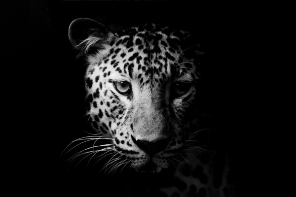Leopard Portrait - dieren op wanddecoratie