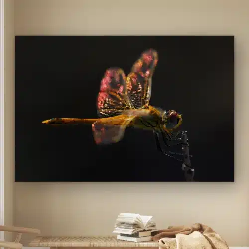 Libelle wanddecoratie aan de muur boven een houten bankje met boeken