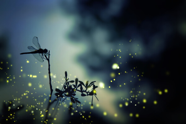 Magic Dragonflies - dieren op wanddecoratie