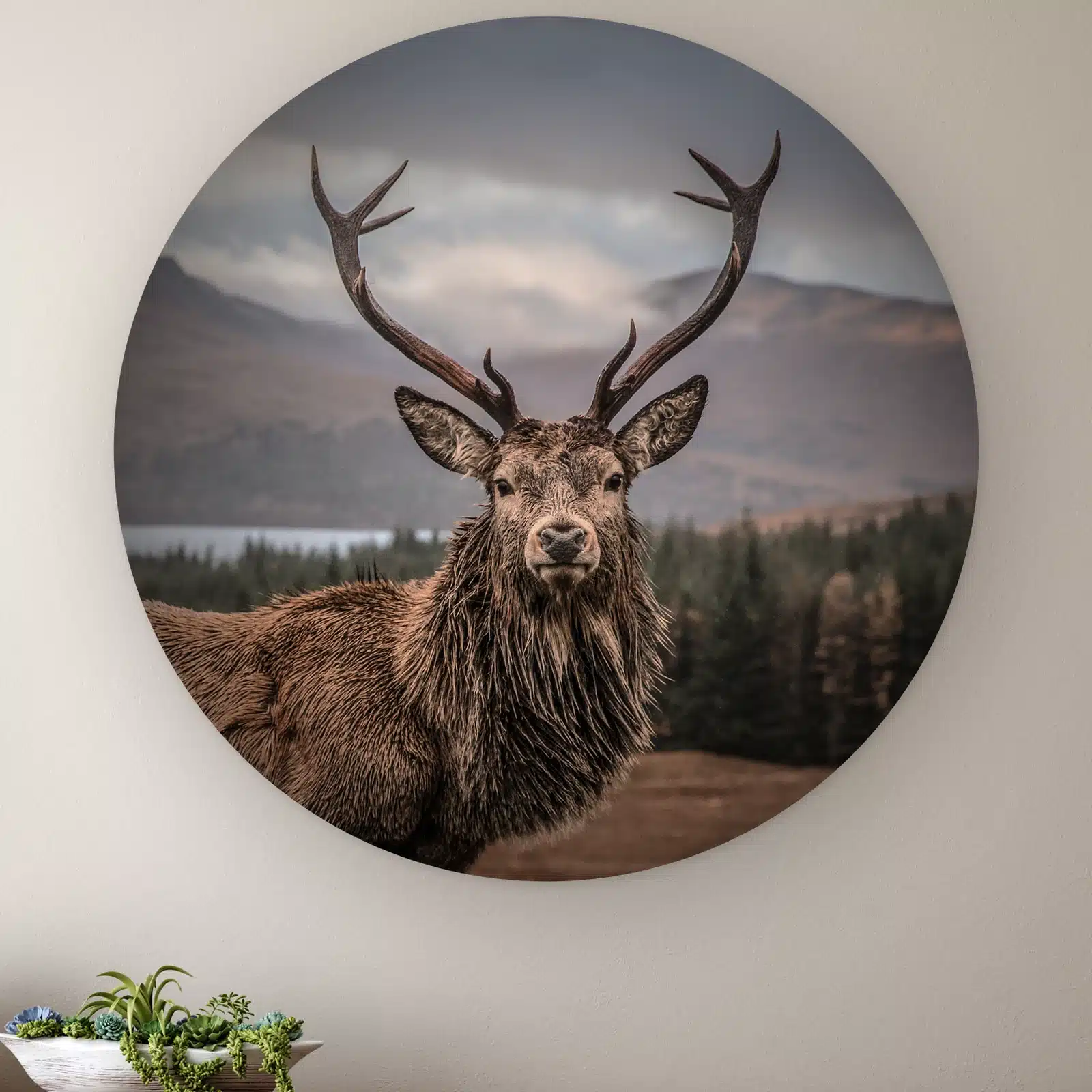 Muurcirkel Edelhert aan de muur boven een houten dressoir met planten
