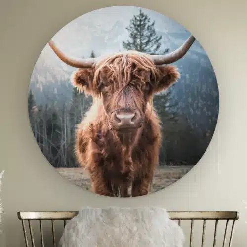 Muurcirkel Hooglander aan de muur boven een houten bankje met schapenvacht