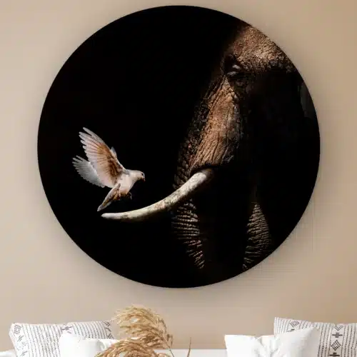 Muurcirkel Olifant met duif aan de muur boven een witte bank met kussens