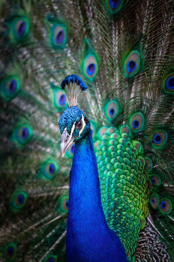 Peacock Portrait - dieren op wanddecoratie