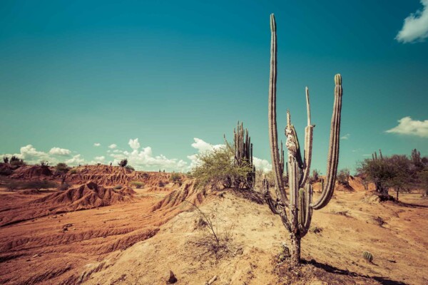 Red Desert Cactus - muurdecoratie natuur