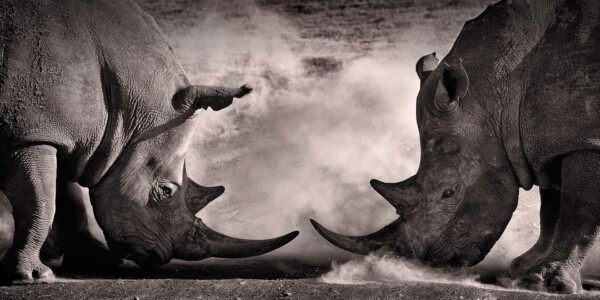 Rhino Battle - dieren op wanddecoratie