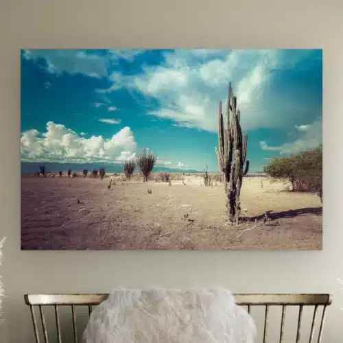 Woestijncactus aan de muur boven een houten bankje met schapenvacht