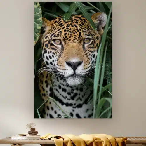 Amazone jaguar aan de muur boven een houten bank met een okergele plaid