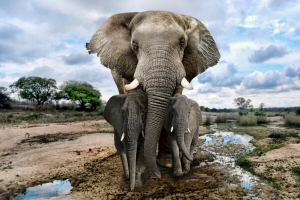 Elephant Family - dieren op wanddecoratie
