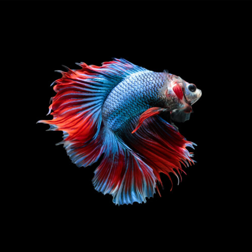 Fish Bruce - onderwaterleven wanddecoratie
