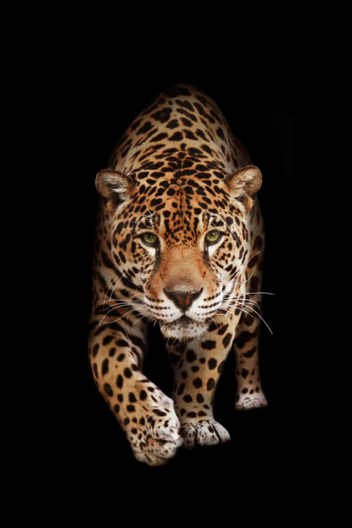 Wild Panther - dieren op wanddecoratie