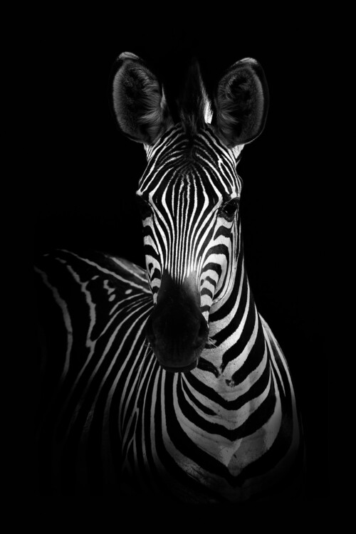 Zebra Portrait - dieren op wanddecoratie
