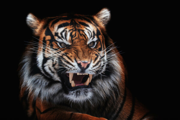Roaring Tiger - dieren op muurdecoratie