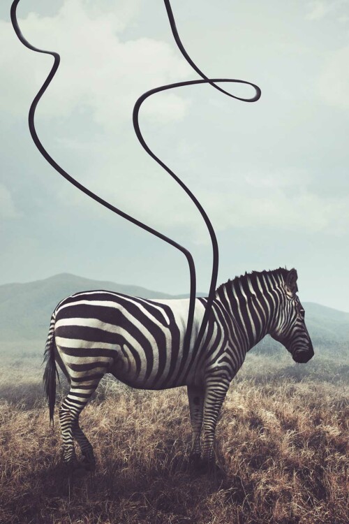 Unstriped Zebra voor aan de muur