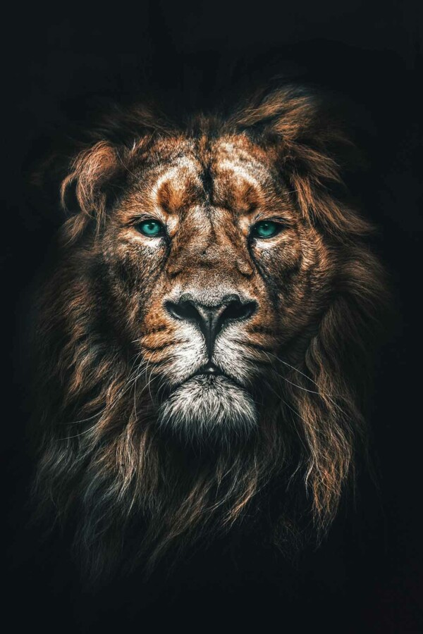 lion dieren op wanddecoratie