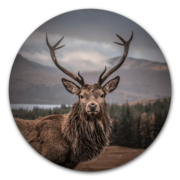 Muurcirkel Scottisch Deer - dieren op ronde wanddecoratie.