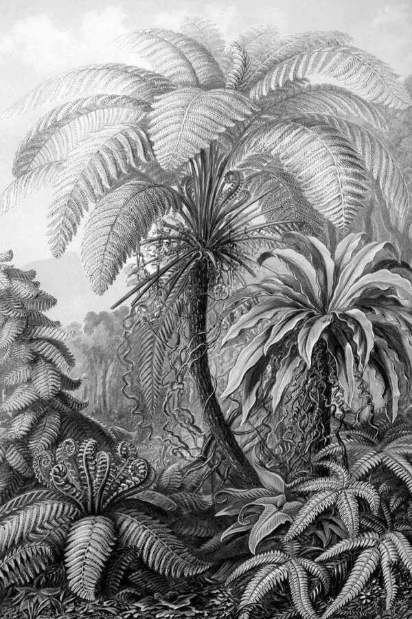 Wanddecoratie Filicinae zwart wit van Ernst Haeckel