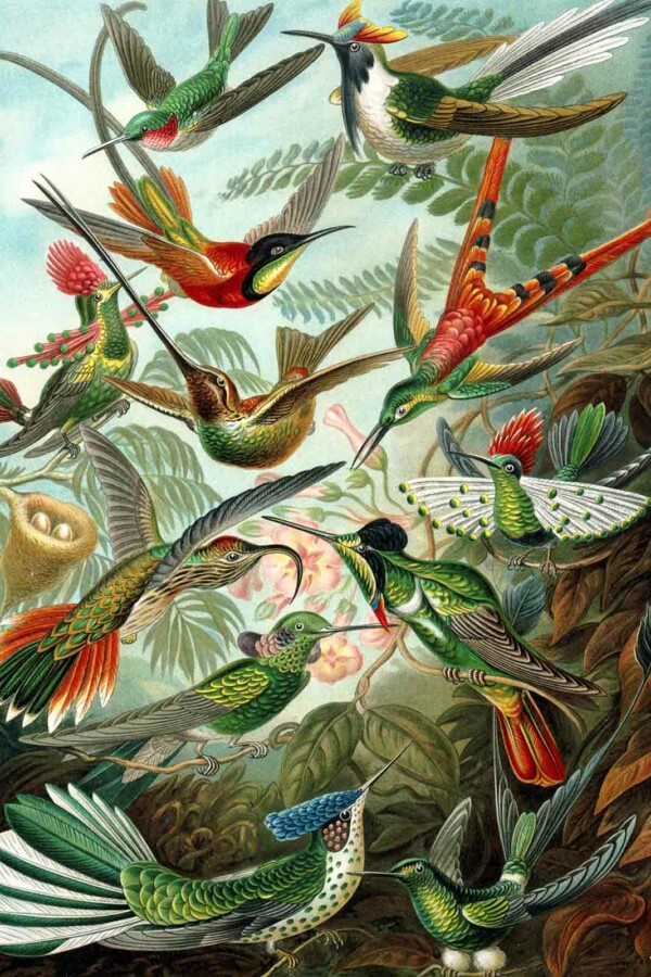 Wanddecoratie Kolibries van Ernst Haeckel