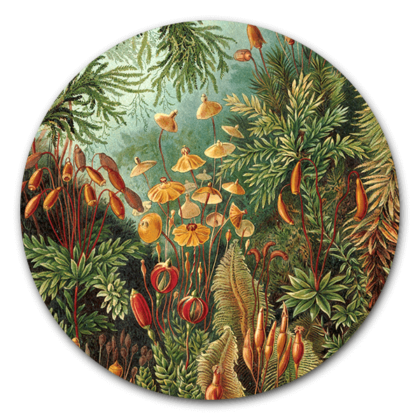Muurcirkel Muscinae van Ernst Haeckel
