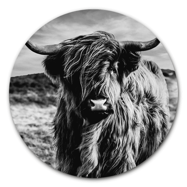 Muurcirkel Schotse hooglander zwart wit
