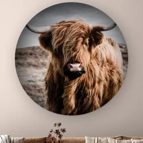 Muurcirkel Schotse hooglander kleur aan de muur boven een bank met gestreepte kussens