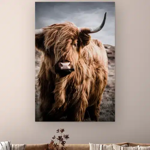 Schotse hooglander kleur aan de muur boven een bank met gestreepte kussens