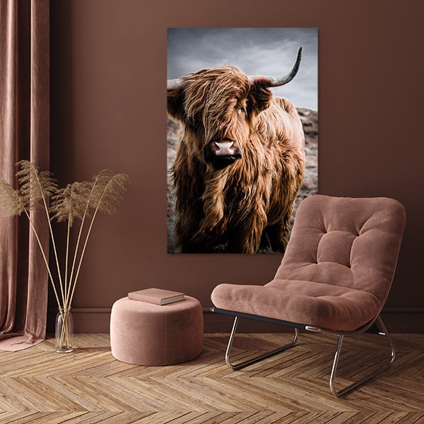 Schotse hooglander kleur aan een bruine wand boven een roze fluwelen fauteuil en een poef