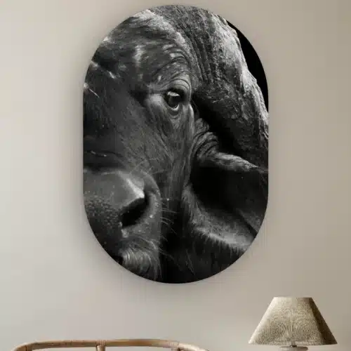 Muurovaal Buffel close-up aan de muur boven een rotan stoel en een tafellamp