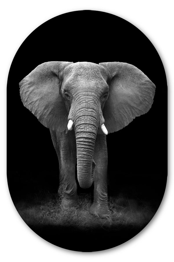 Muurovaal Elephant portrait