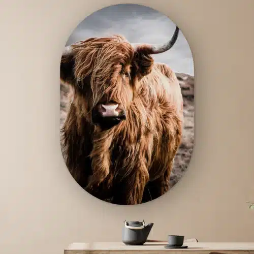 Muurovaal Schotse hooglander kleur aan de muur boven een houten tafel met theepot