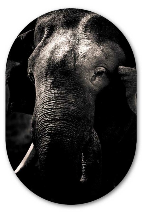 Muurovaal Elephant