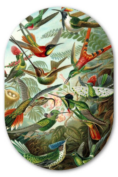 Muurovaal Kolibries van Ernst Haeckel