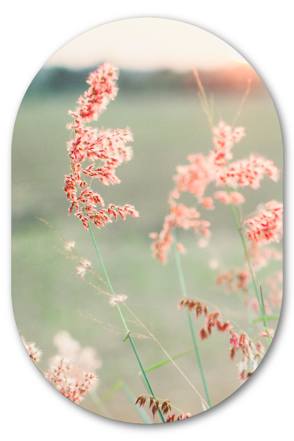 Muurovaal Pink Grass