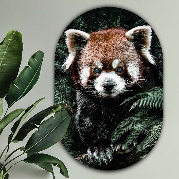 Wanddecoratie muurovaal dieren, red panda