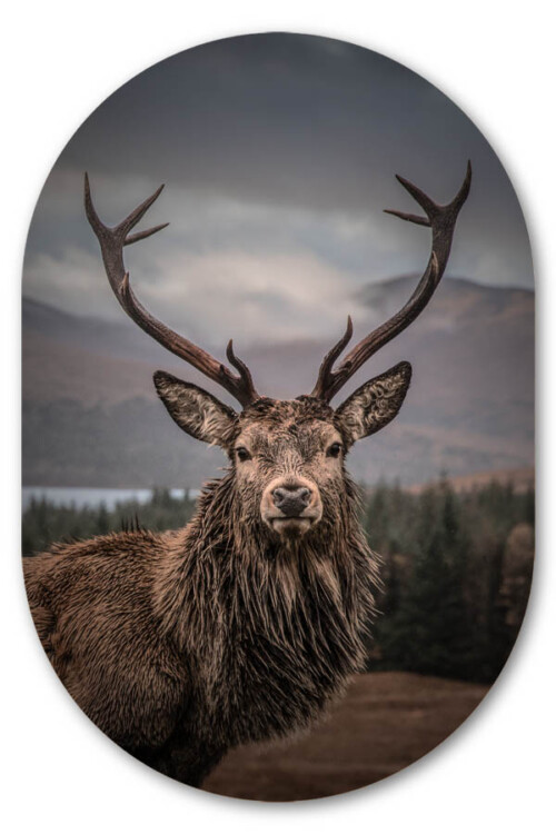 Muurovaal Scottish deer