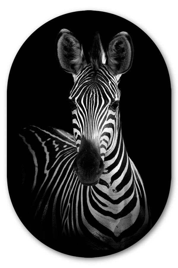 Muurovaal zebra portrait