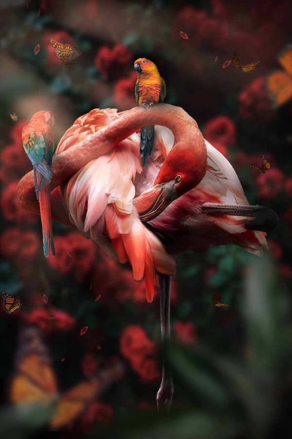 Flamingo Roses