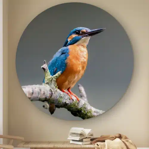 Muurcirkel IJsvogel donker aan de muur boven een houten bankje met boeken