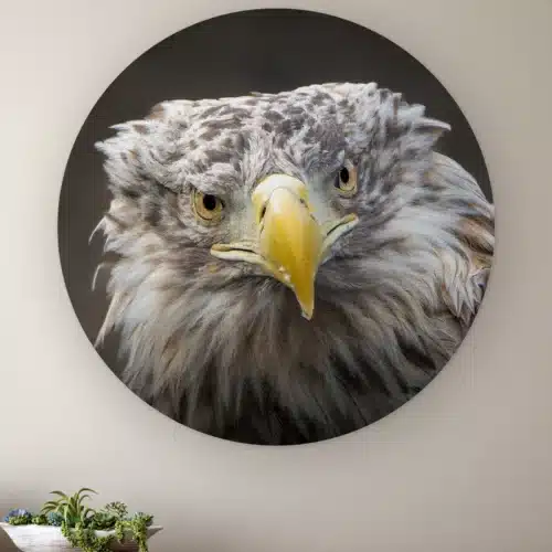 Muurcirkel Zeearend portret aan de muur boven een houten dressoir met planten