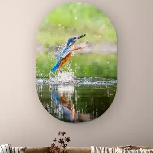 Muurovaal Duikende ijsvogel aan de muur boven een bank met gestreepte kussens