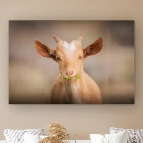 Geit wanddecoratie: jong goudblond geitje met klavertjes in de bek kijkt recht in de lens, als artframe aan de muur