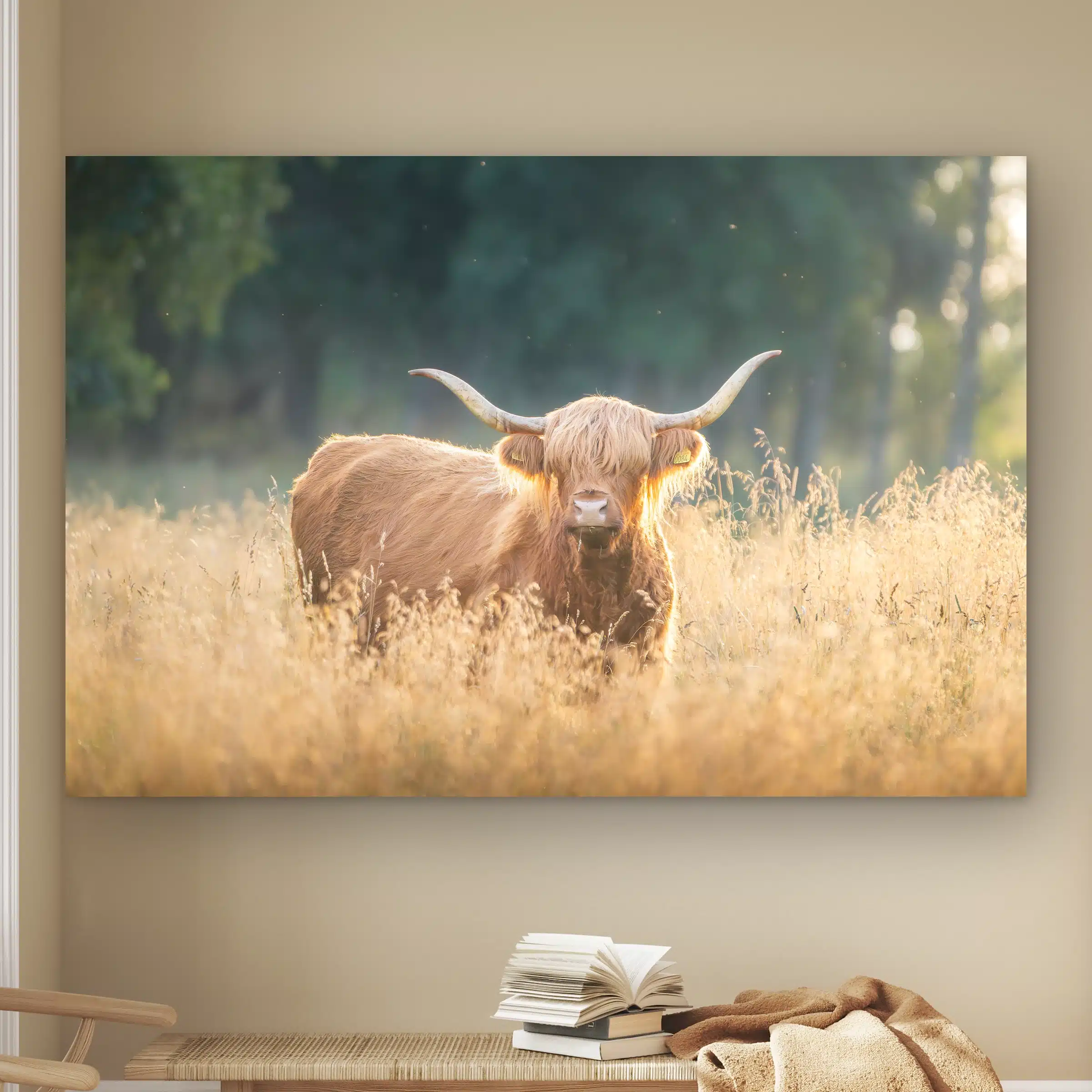 Hooglander in het gouden avondlicht: Schotse hooglander in hoog goudgeel gras met tegenlicht, als artframe aan de muur