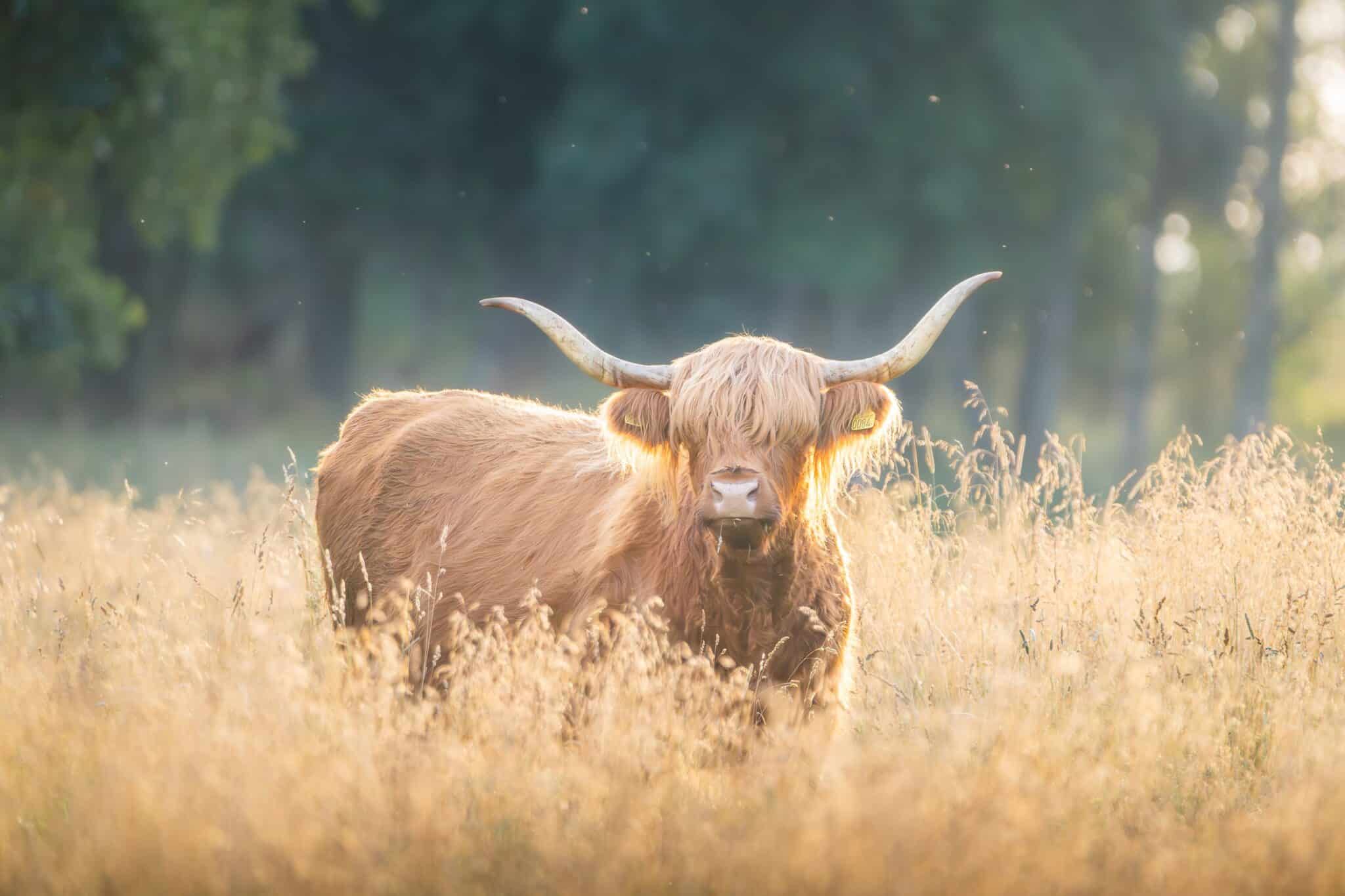 Hooglander in het gouden avondlicht, de originele foto van Dennis Huitema