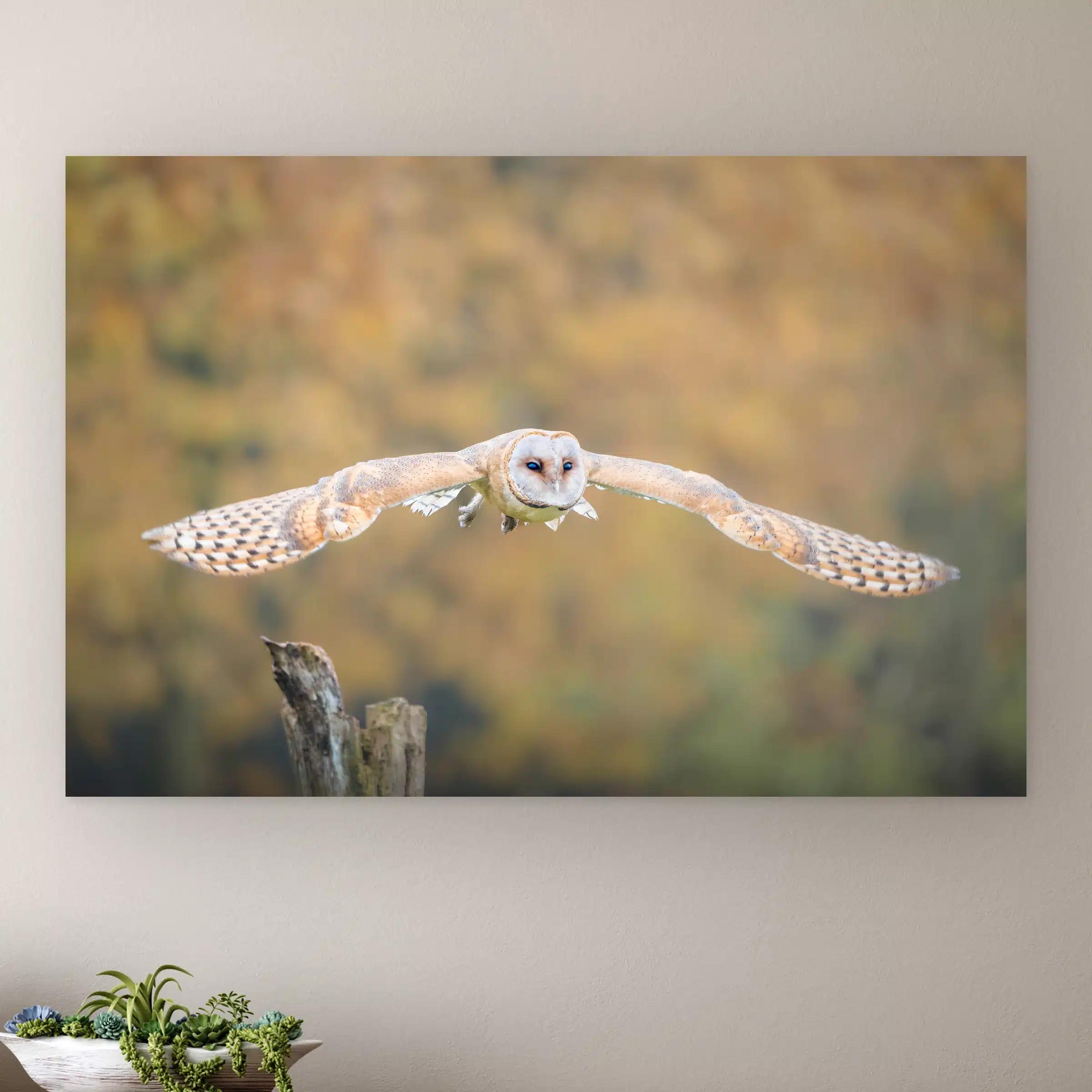 Uil wanddecoratie: kerkuil met gespreide vleugels vliegt recht op je af voor een herfstbos, als artframe aan de muur