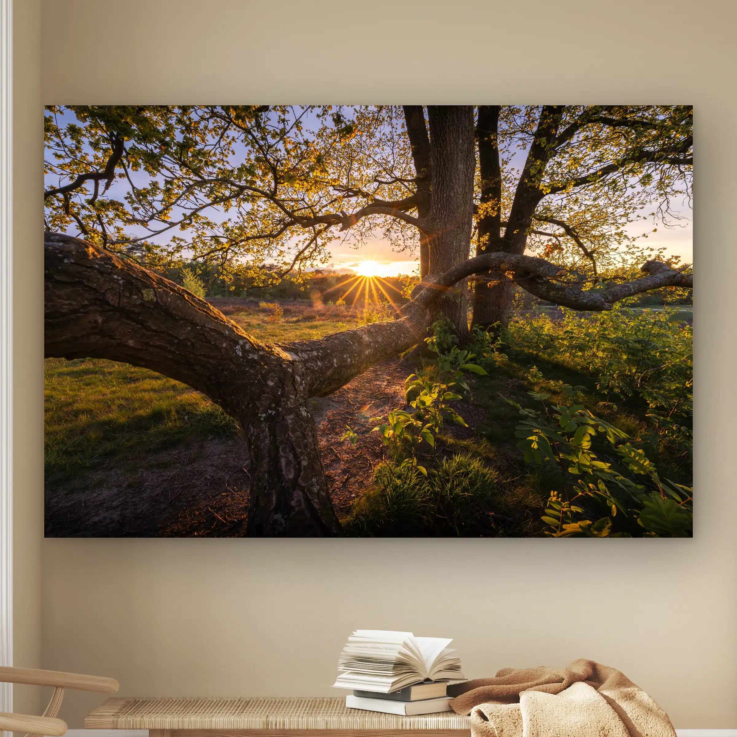 Heide wanddecoratie: oude boom met lange lage tak bij zonsondergang op de Drentse heide, als artframe aan de muur