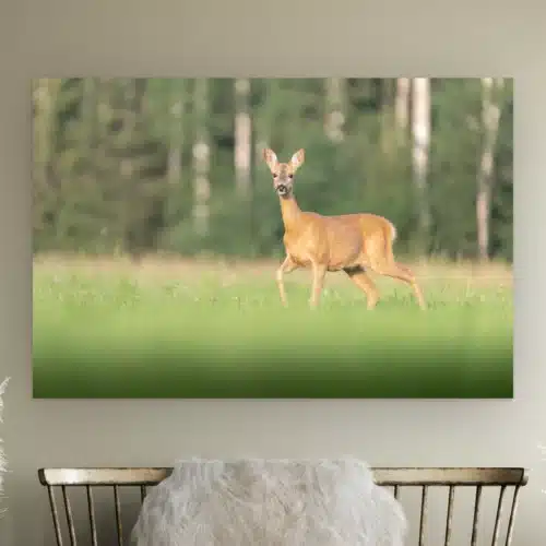 Ree wanddecoratie: wilde ree in een groene wei kijkt recht in de camera, met onscherpe berken, als artframe