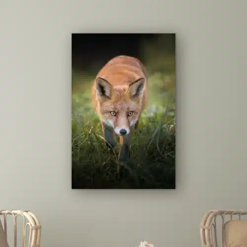 Vos wanddecoratie: rode vos loopt door het gras recht op je af met amberkleurige ogen, als staand artframe aan de muur